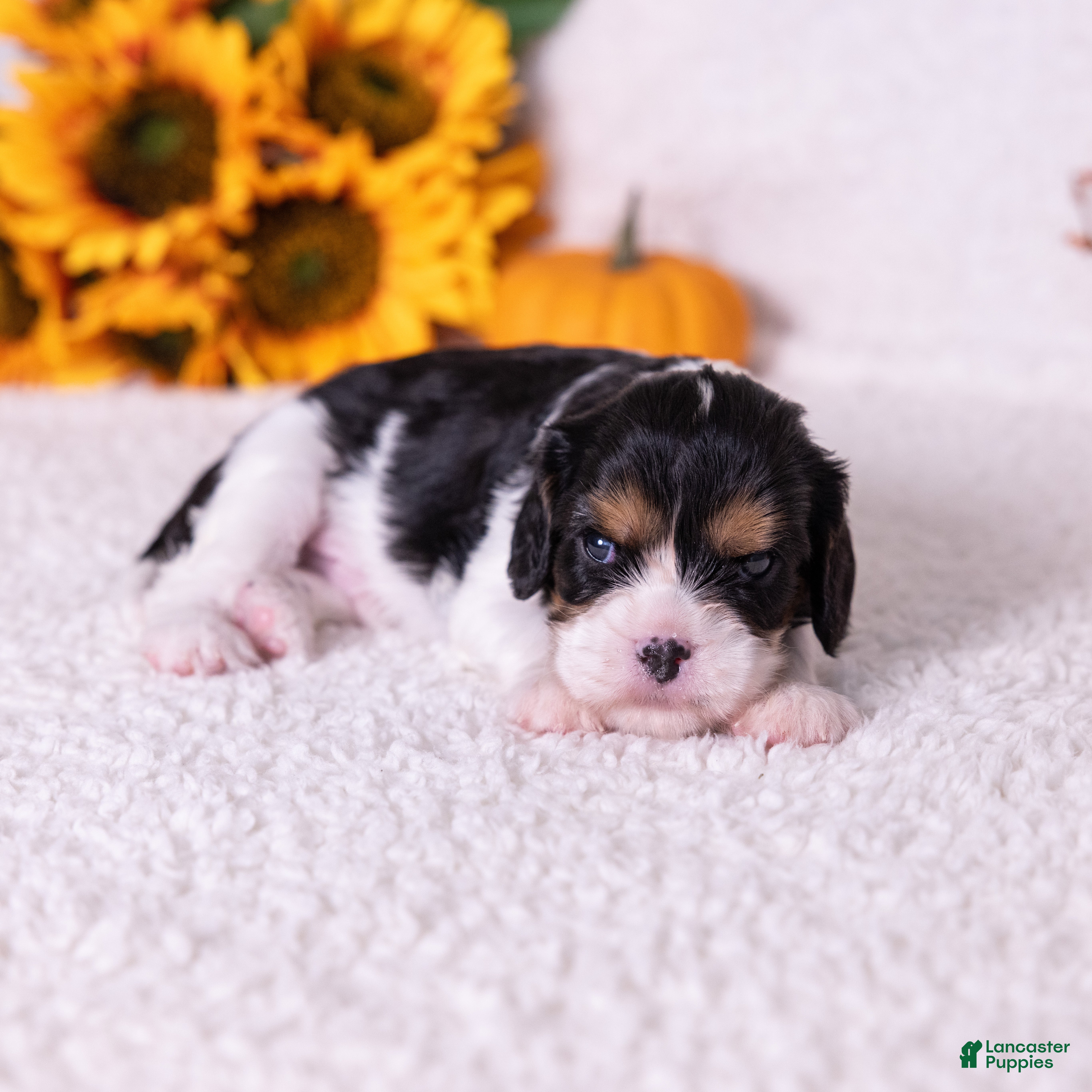 Cavalier King Charles Spaniel dogs Lincoln - Ad 1