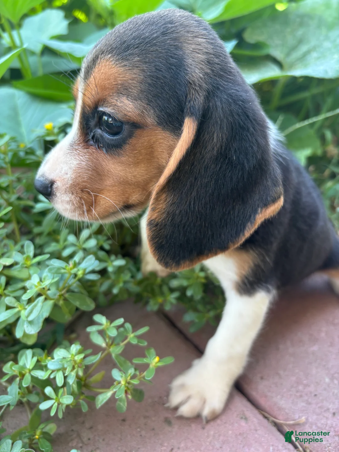 Beagle dogs for sale: Zoey - Ad 1