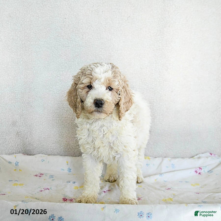 Standard Poodle dogs Maggie - Ad 2