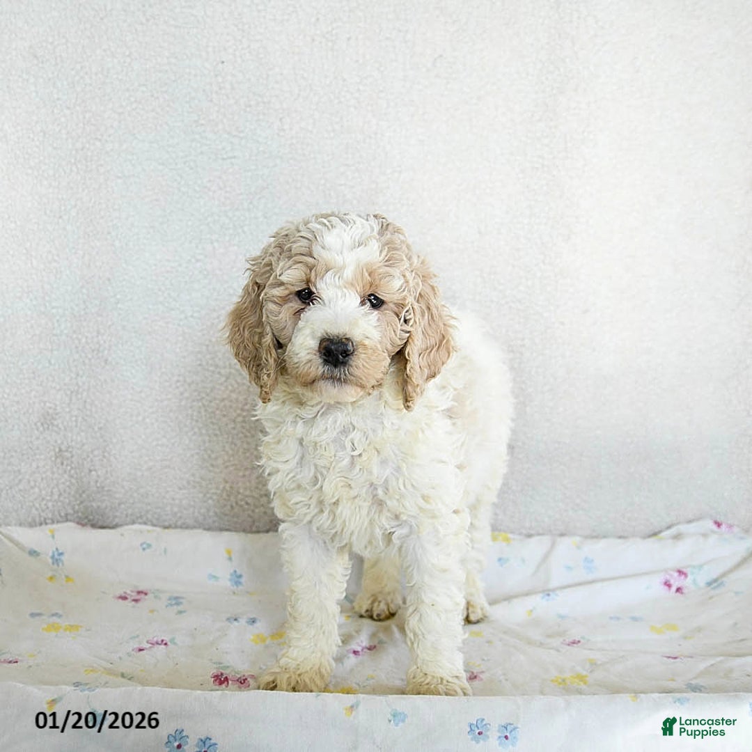 Standard Poodle dogs for sale: Maggie - Ad 2