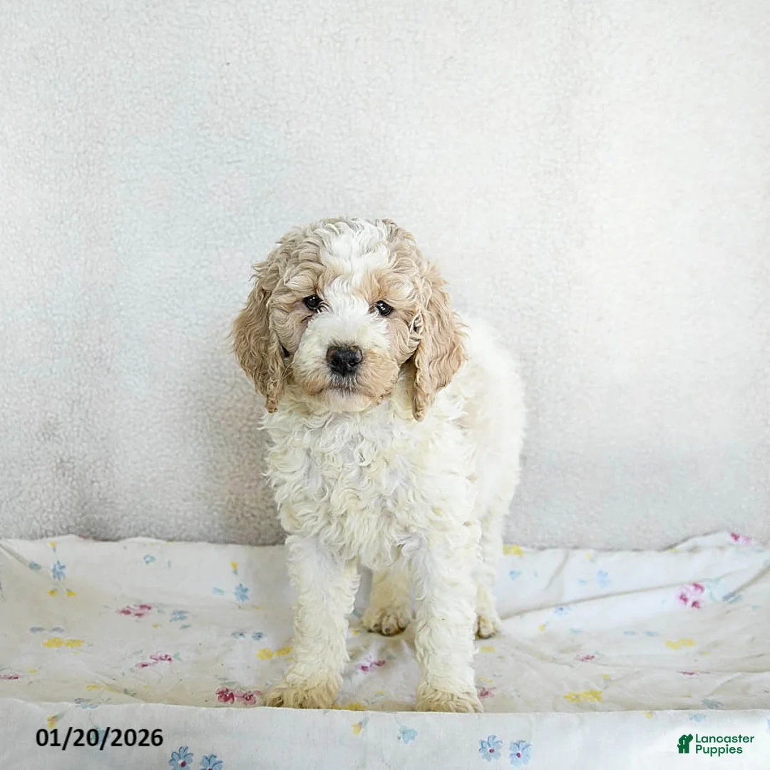 Standard Poodle dogs for sale: Maggie - Ad 2
