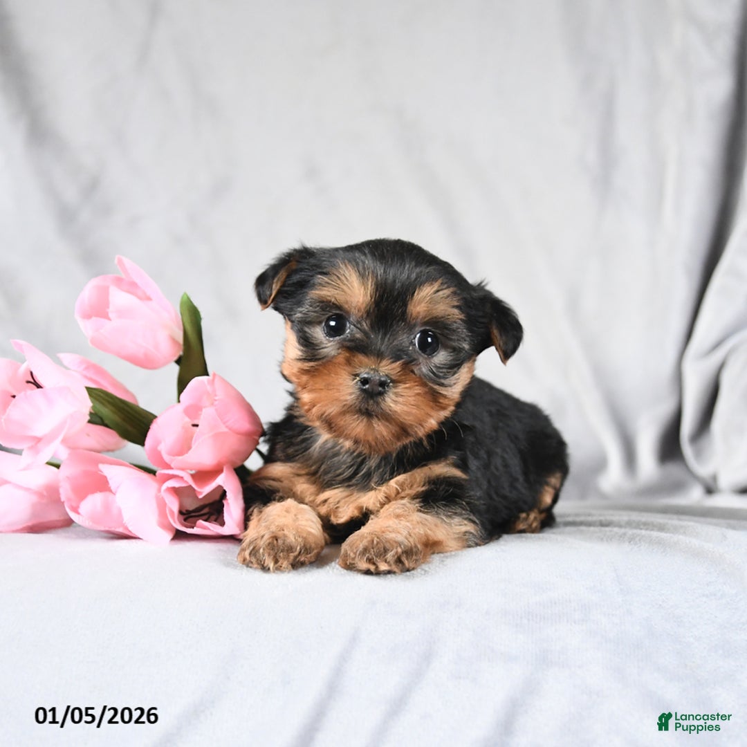 Morkie dogs for sale: Carter - Ad 3