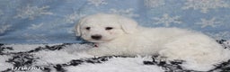 Bichon Frise dogs for sale: River - Ad 2
