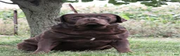 Labrador Retriever dogs for sale: Tasha  - Ad 5