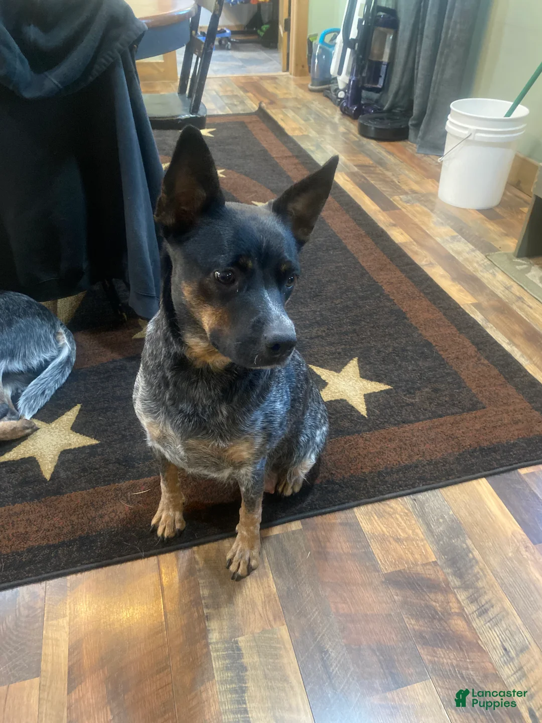 Australian Cattle Dog dogs for sale: Gunnar  - Ad 5