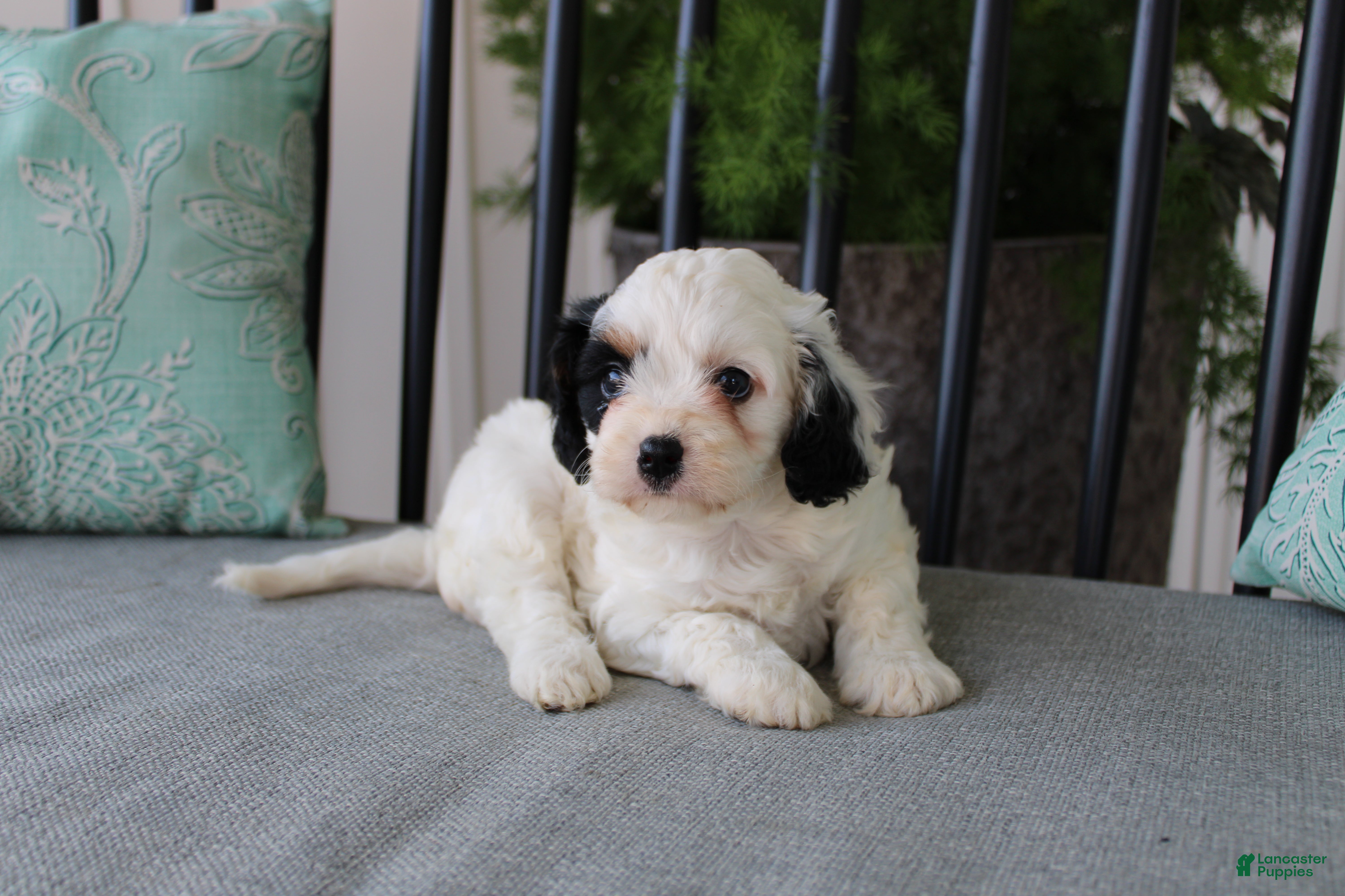 Cavapoo dogs Tulip - Ad 5
