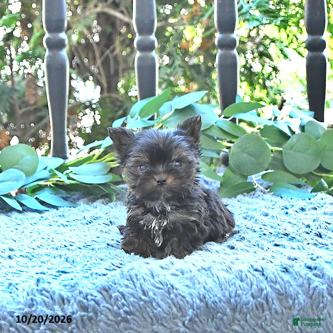 Yorkshire Terrier dogs for sale: Willa EXTRA SMALL - Ad 1