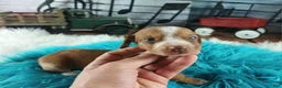 Dachshund dogs for sale: Nationwide delivery. Sugar pies red and white boy - Ad 9