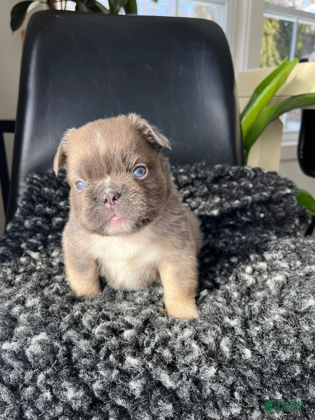 French Bulldog dogs for sale: Duke - Ad 1