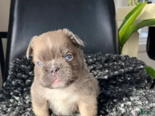 French Bulldog dogs Duke - Ad 42