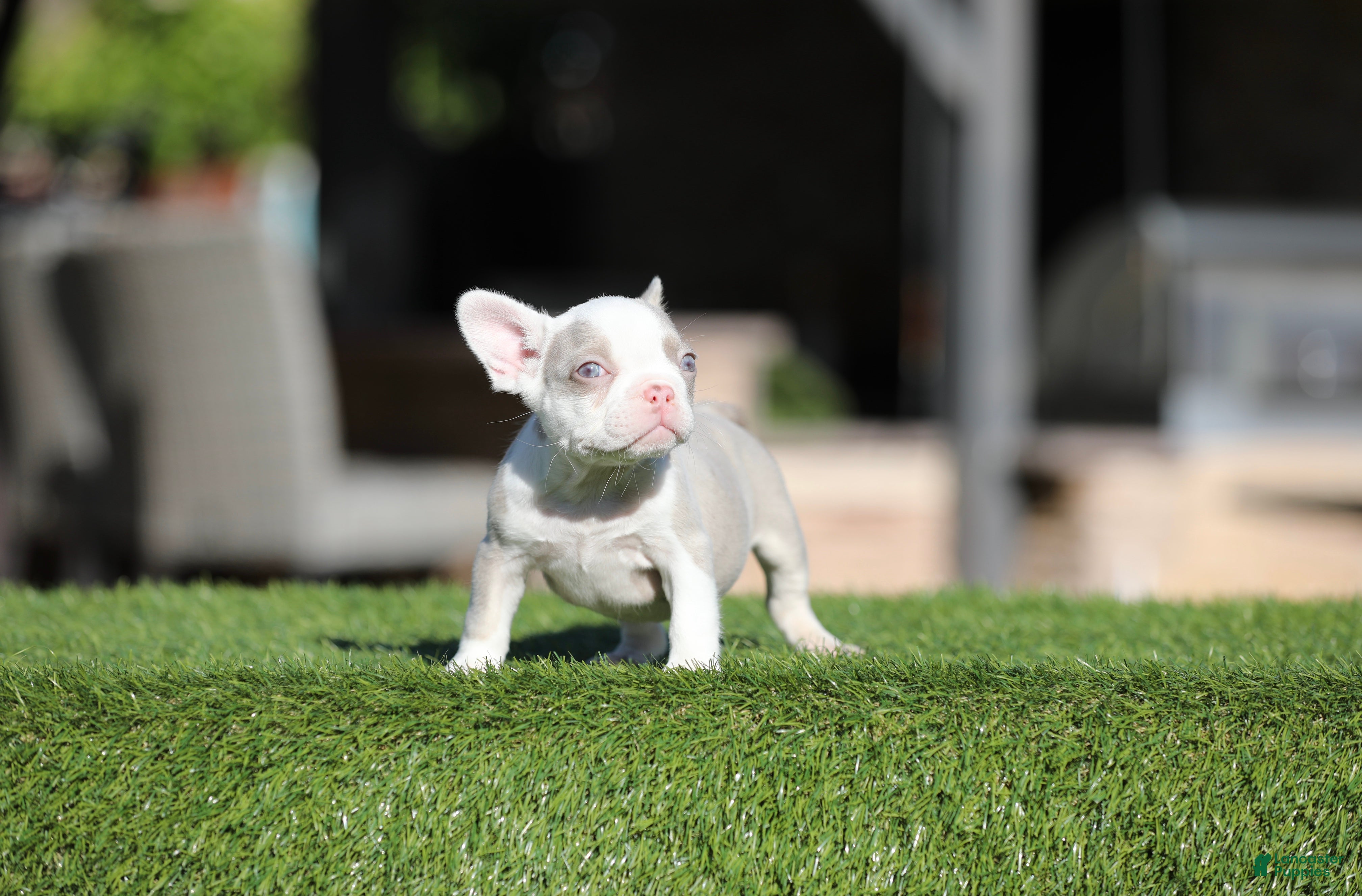 French Bulldog dogs for sale: French Bulldog Puppy 2 - Ad 1