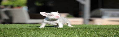 French Bulldog Puppy 2