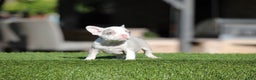 French Bulldog dogs for sale: French Bulldog Puppy 2 - Ad 1