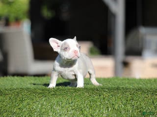 French Bulldog dogs for sale: French Bulldog Puppy 2 - Ad 1