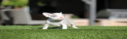 French Bulldog dogs for sale: French Bulldog Puppy 2 - Ad 1