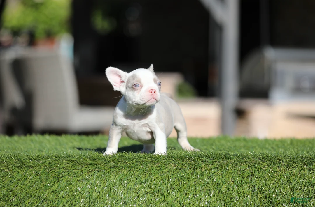 French Bulldog dogs for sale: French Bulldog Puppy 2 - Ad 1