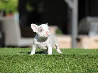 French Bulldog dogs French Bulldog Puppy 2 - Ad 30