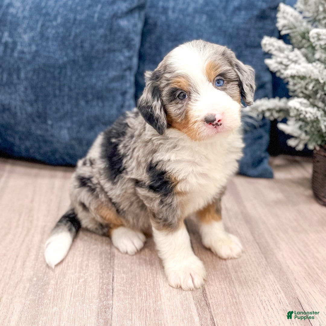 Mini Bernedoodle dogs for sale: Henry - Ad 9