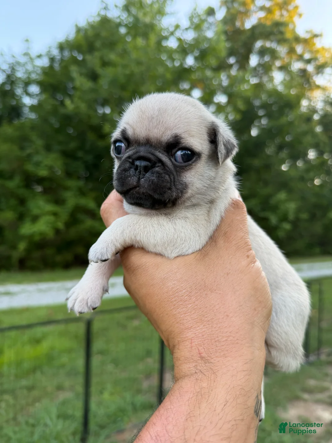 Pug dogs for sale: buster BLUE collar - Ad 2
