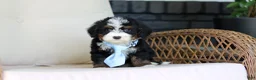 Mini Bernedoodle dogs for sale: Waylon - Ad 8