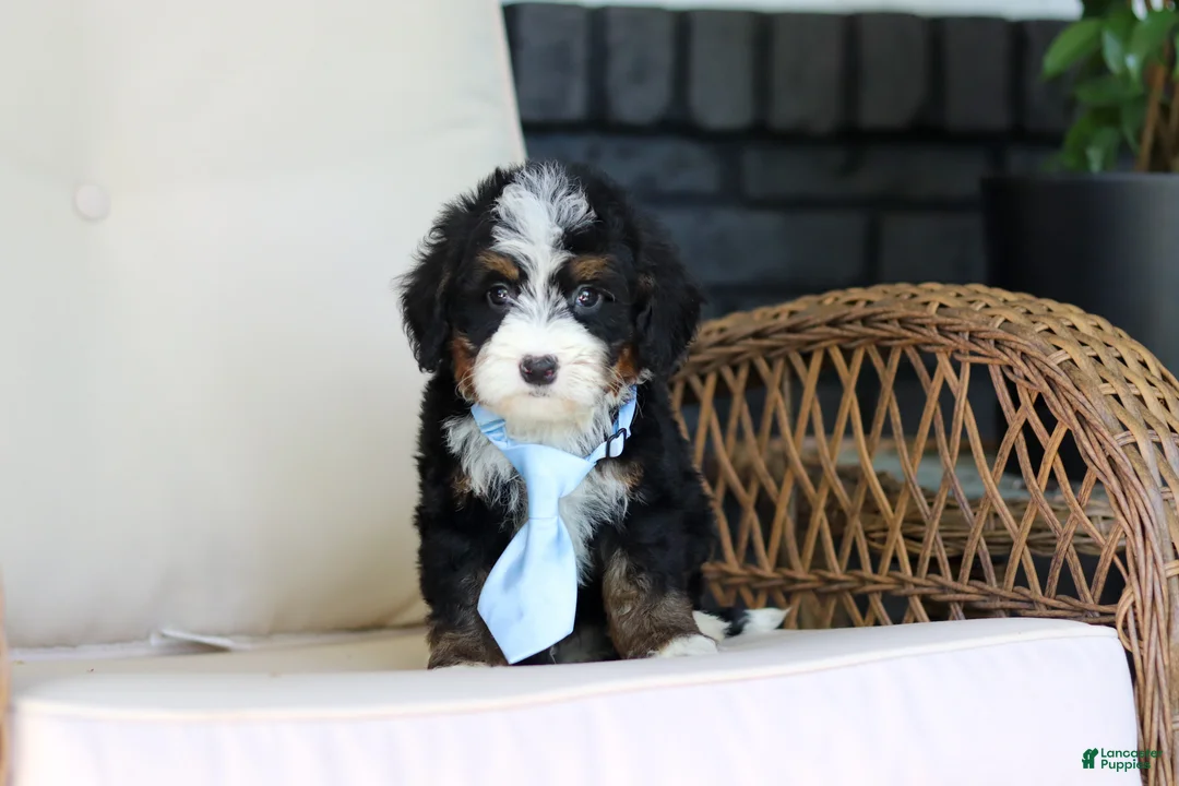 Mini Bernedoodle dogs for sale: Waylon - Ad 8