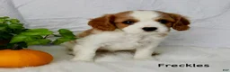 Cavalier King Charles Spaniel dogs for sale: Freckles - Ad 6