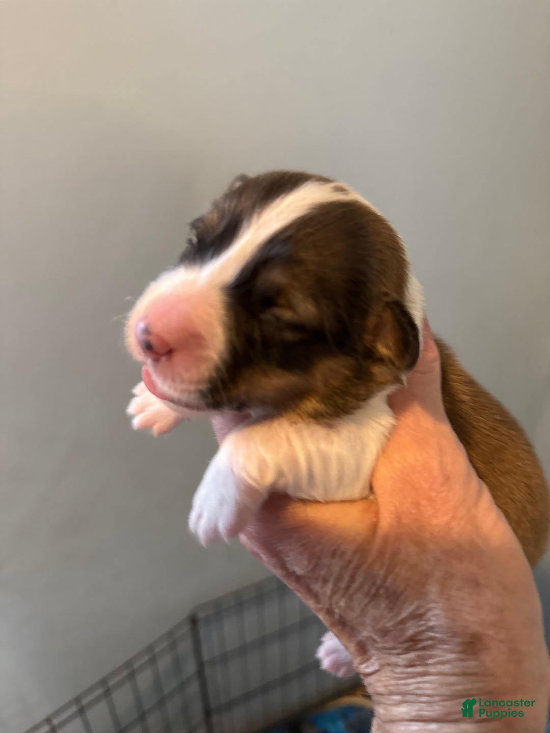 Welsh Corgi Pembroke dogs for sale: Welsh Corgi Pembroke Puppy 2 - Ad 2