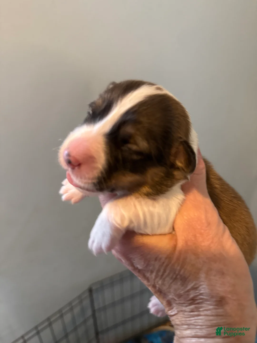 Welsh Corgi Pembroke dogs for sale: Welsh Corgi Pembroke Puppy 2 - Ad 2