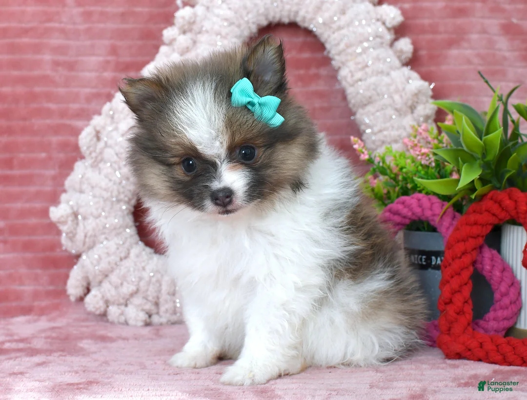 Pomeranian dogs for sale: Lilly - Ad 3