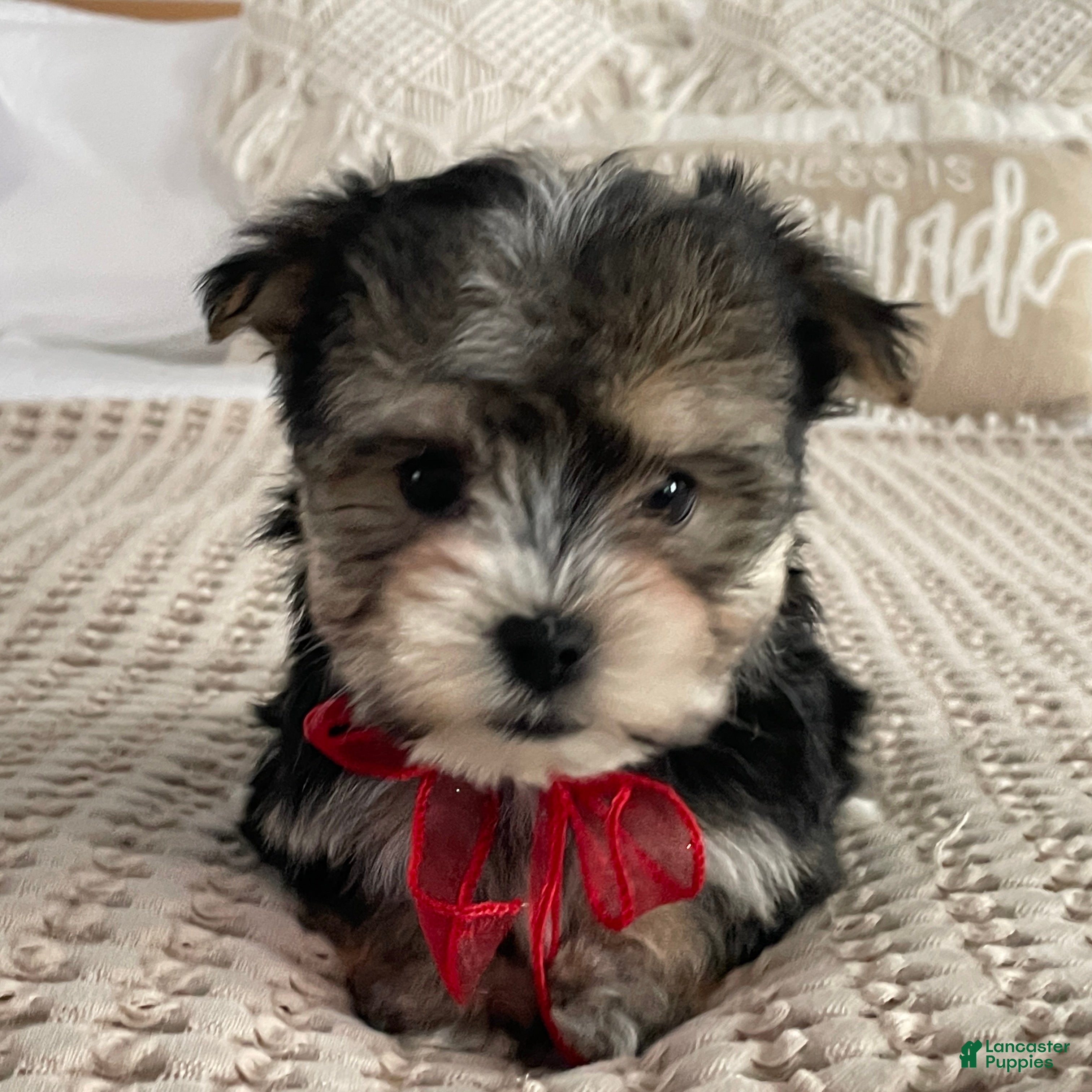 Morkie dogs Nola - Ad 2