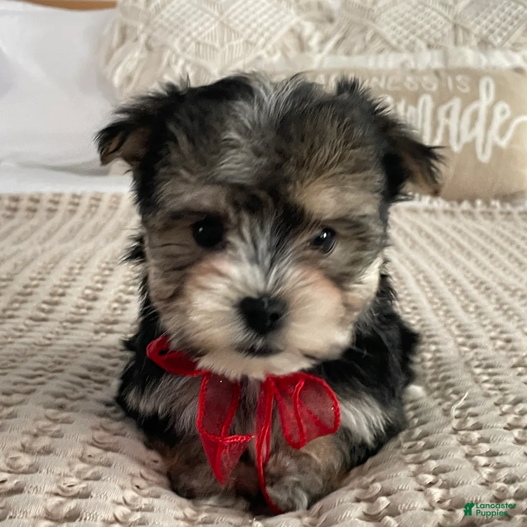 Morkie dogs for sale: Nola - Ad 2