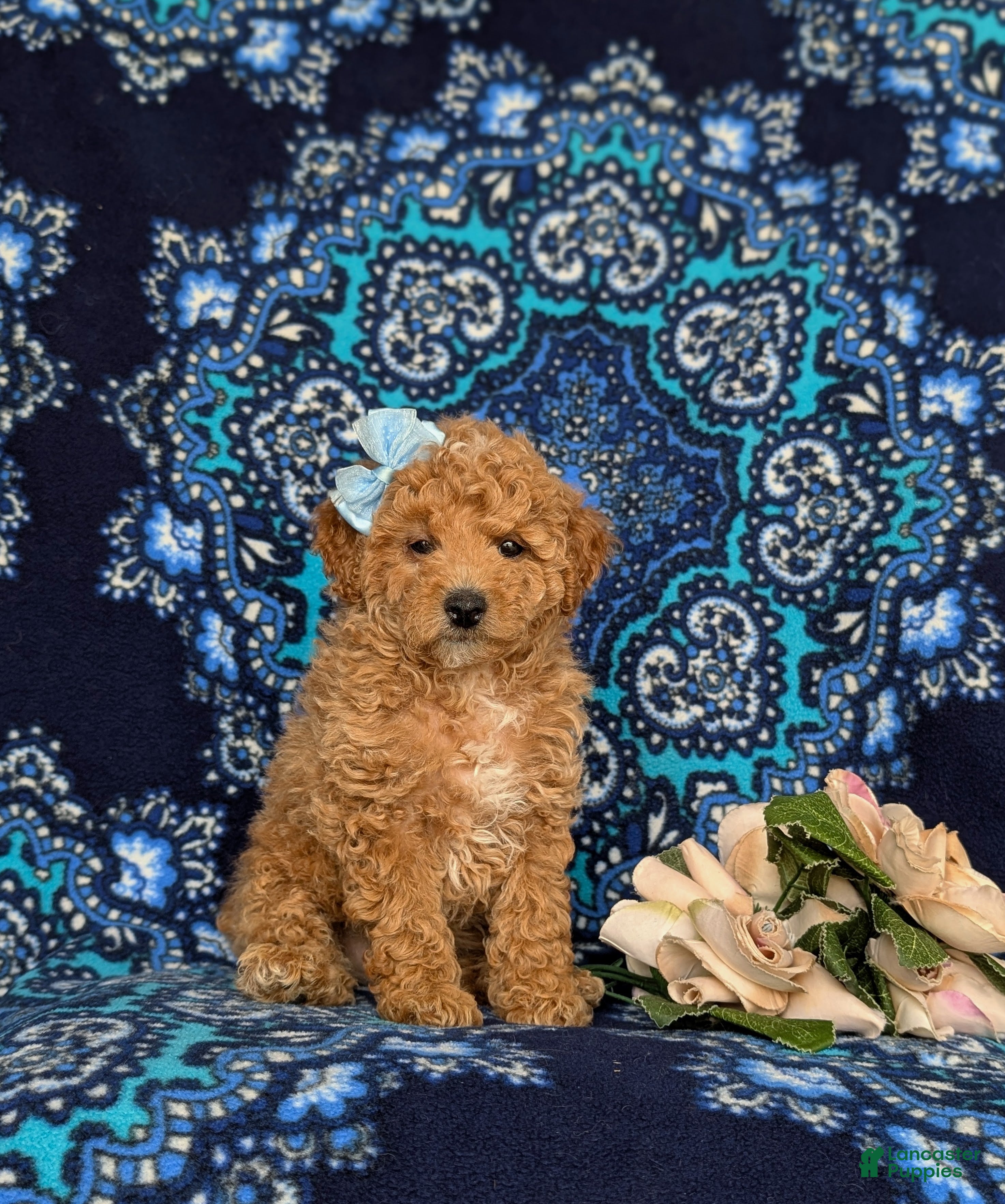 Miniature Poodle dogs for sale: Pixey - Ad 3