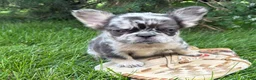 French Bulldog dogs for sale: Kingston - Ad 5