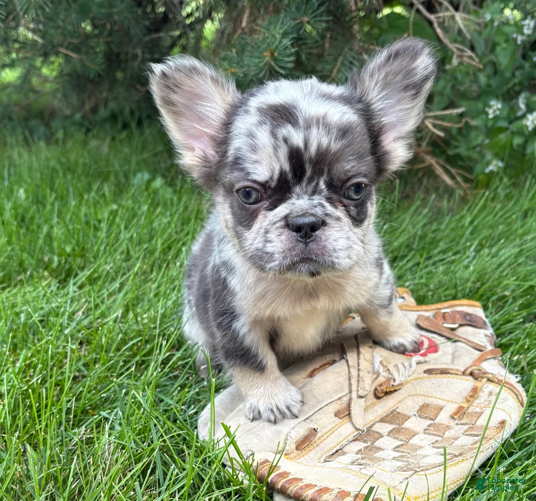 French Bulldog dogs for sale: Kingston - Ad 5