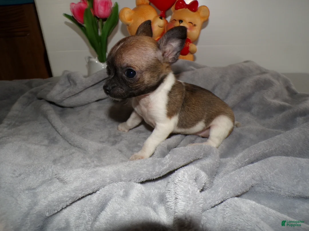 Chihuahua dogs for sale: Chihuahua Puppy 3 Louise - Ad 2