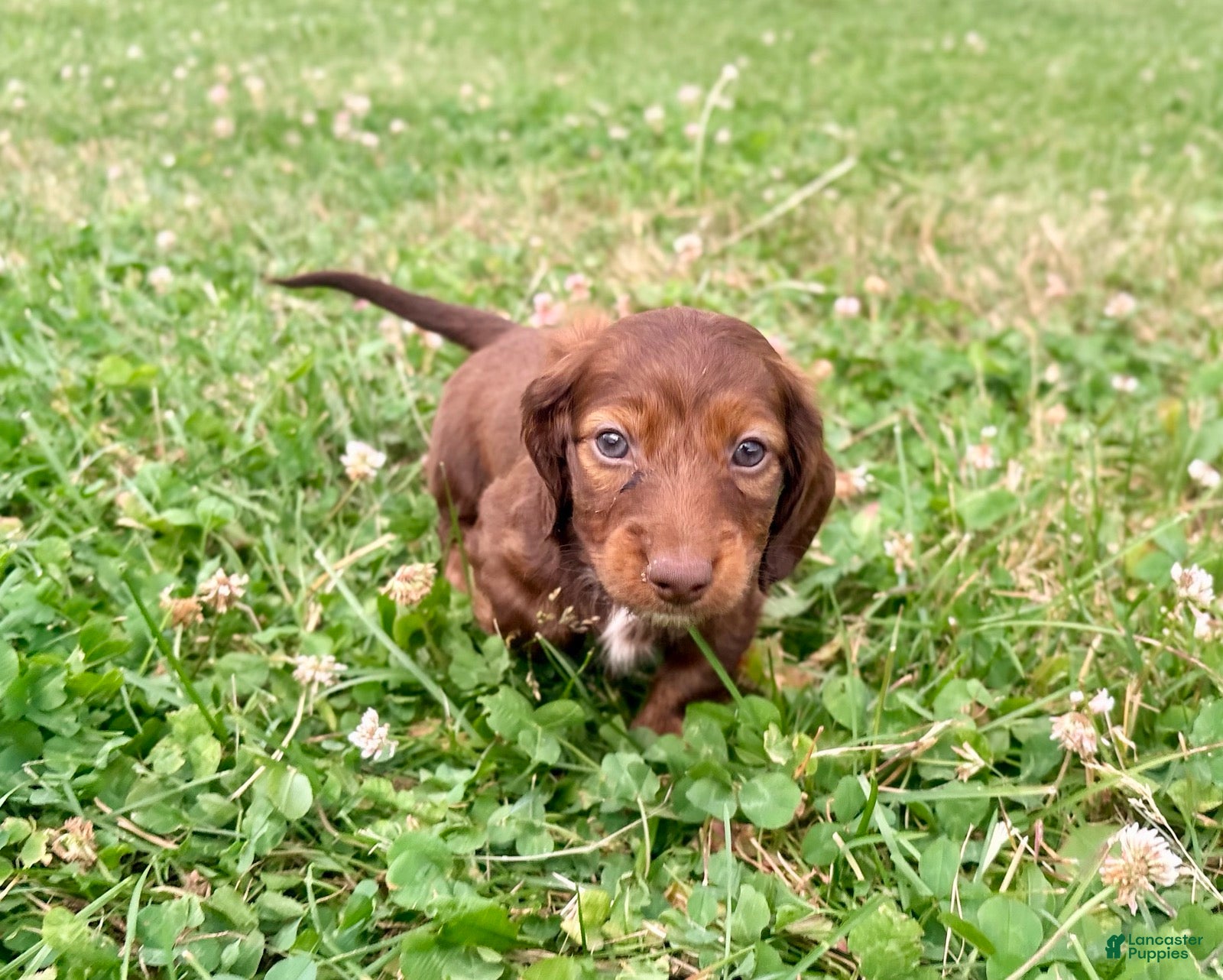 Miniature Dachshund dogs Handsome - Ad 1