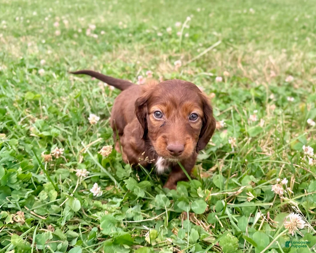 Miniature Dachshund dogs for sale: Handsome - Ad 1