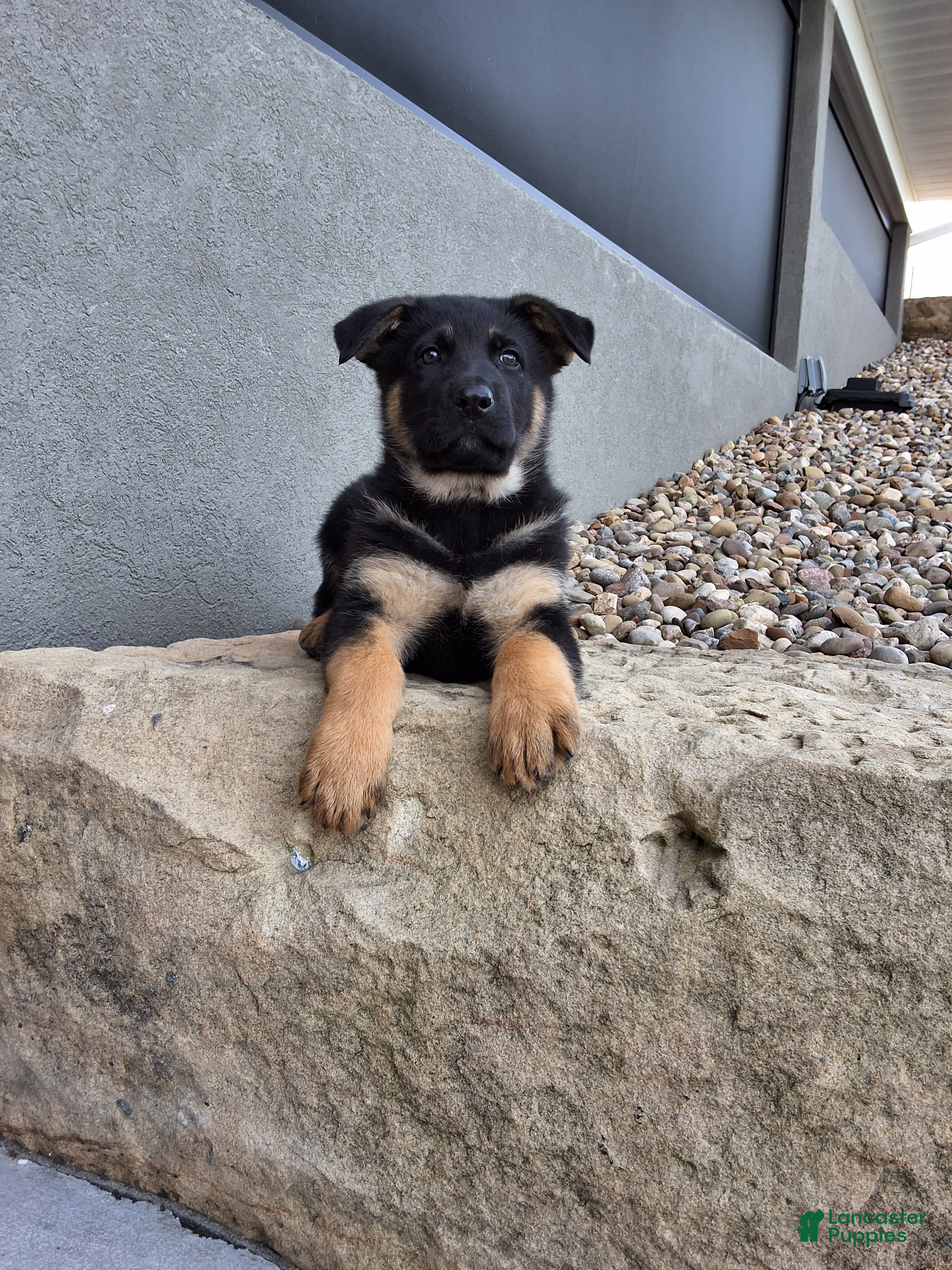 German Shepherd dogs Marco - Ad 2