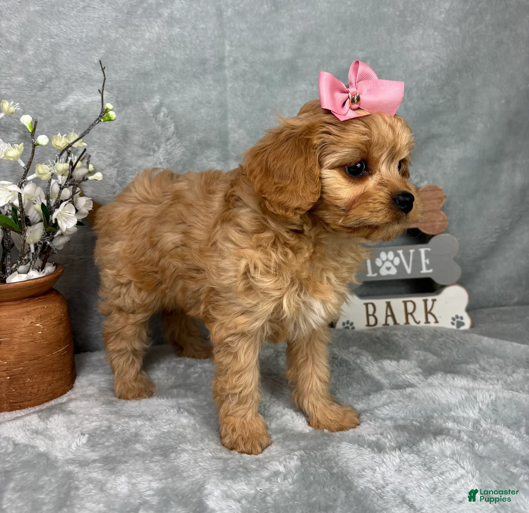 Cavapoo dogs for sale: Monica - Ad 6