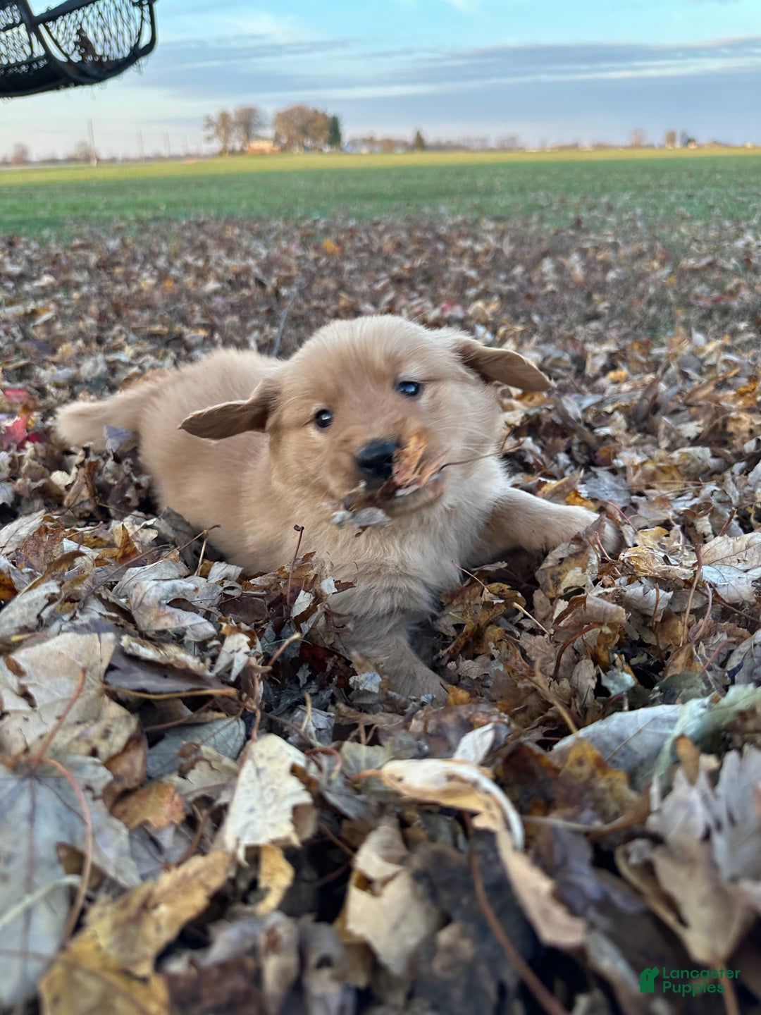 Golden Retriever dogs for sale: Golden Retriever Dark Pink Girl - Ad 22