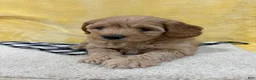 Mini Goldendoodle dogs for sale: Ginger - Ad 6