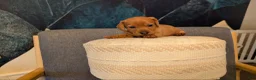 Miniature Dachshund dogs for sale: Miniature Dachshund 1 - Ad 5