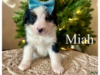 Mini Bernedoodle dogs Miah - Ad 40