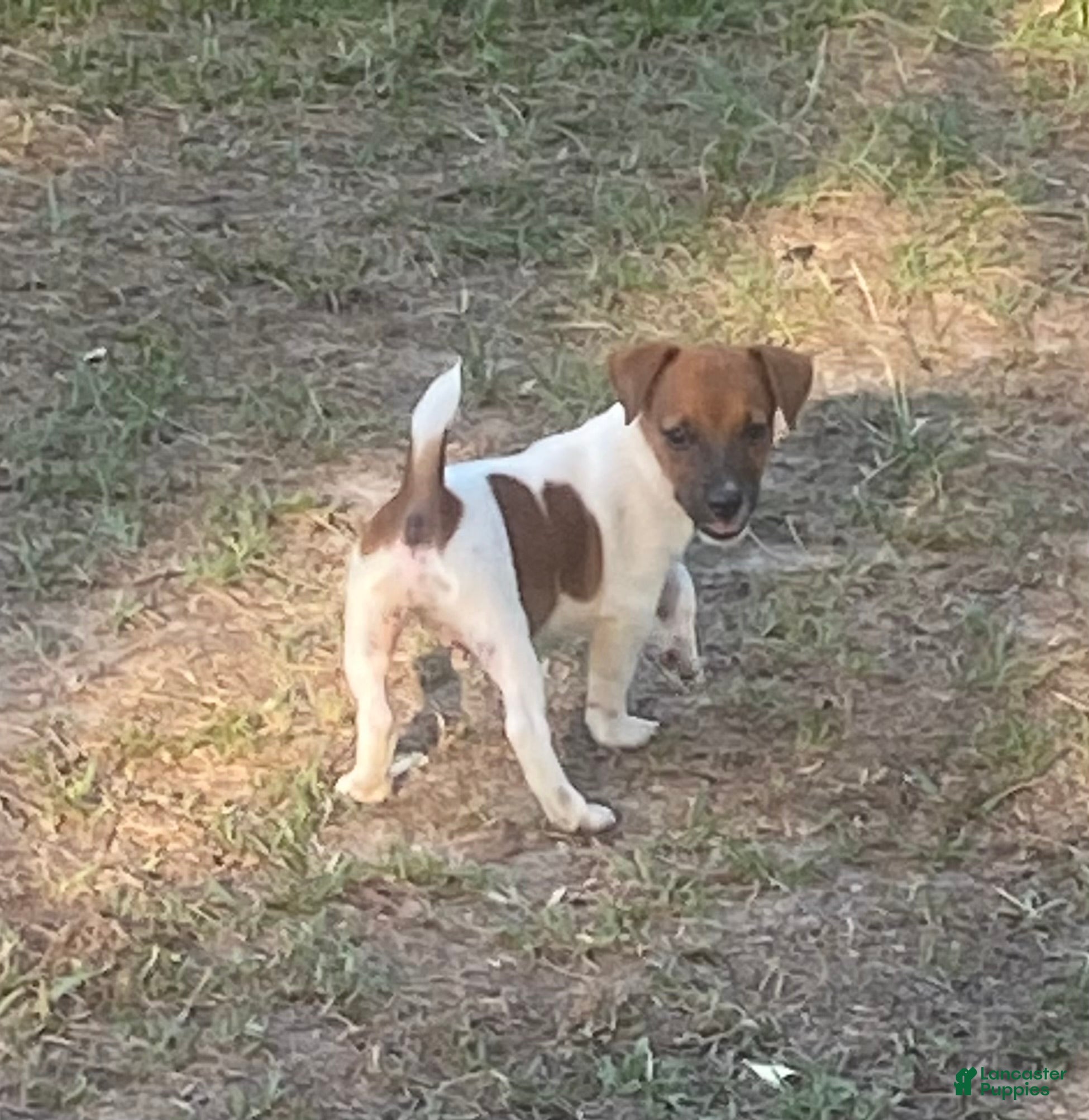 Jack Russell Terrier dogs for sale: Jack Russell Terrier Dean - Ad 7