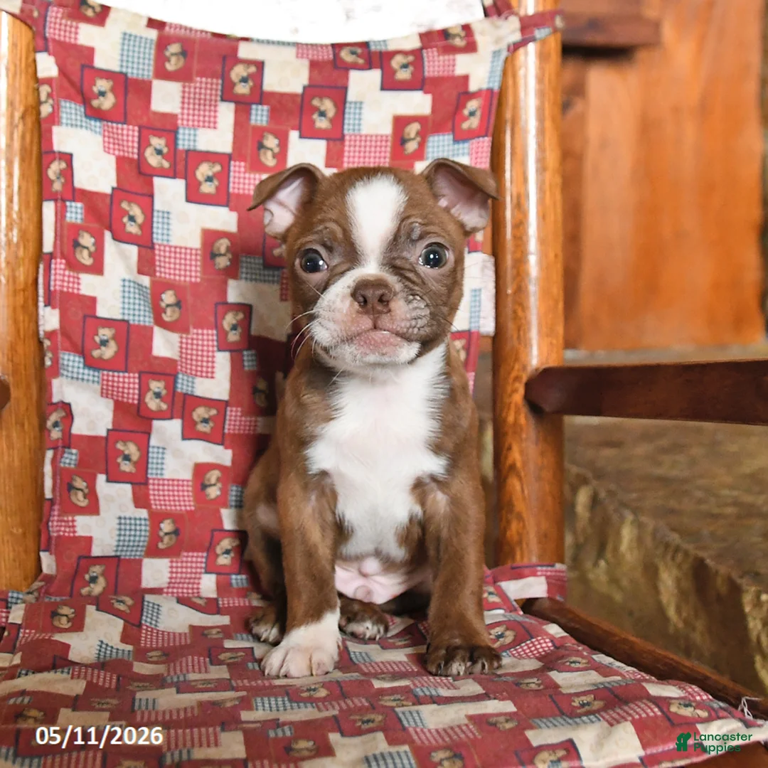 Boston Terrier dogs for sale: Echo - Ad 3