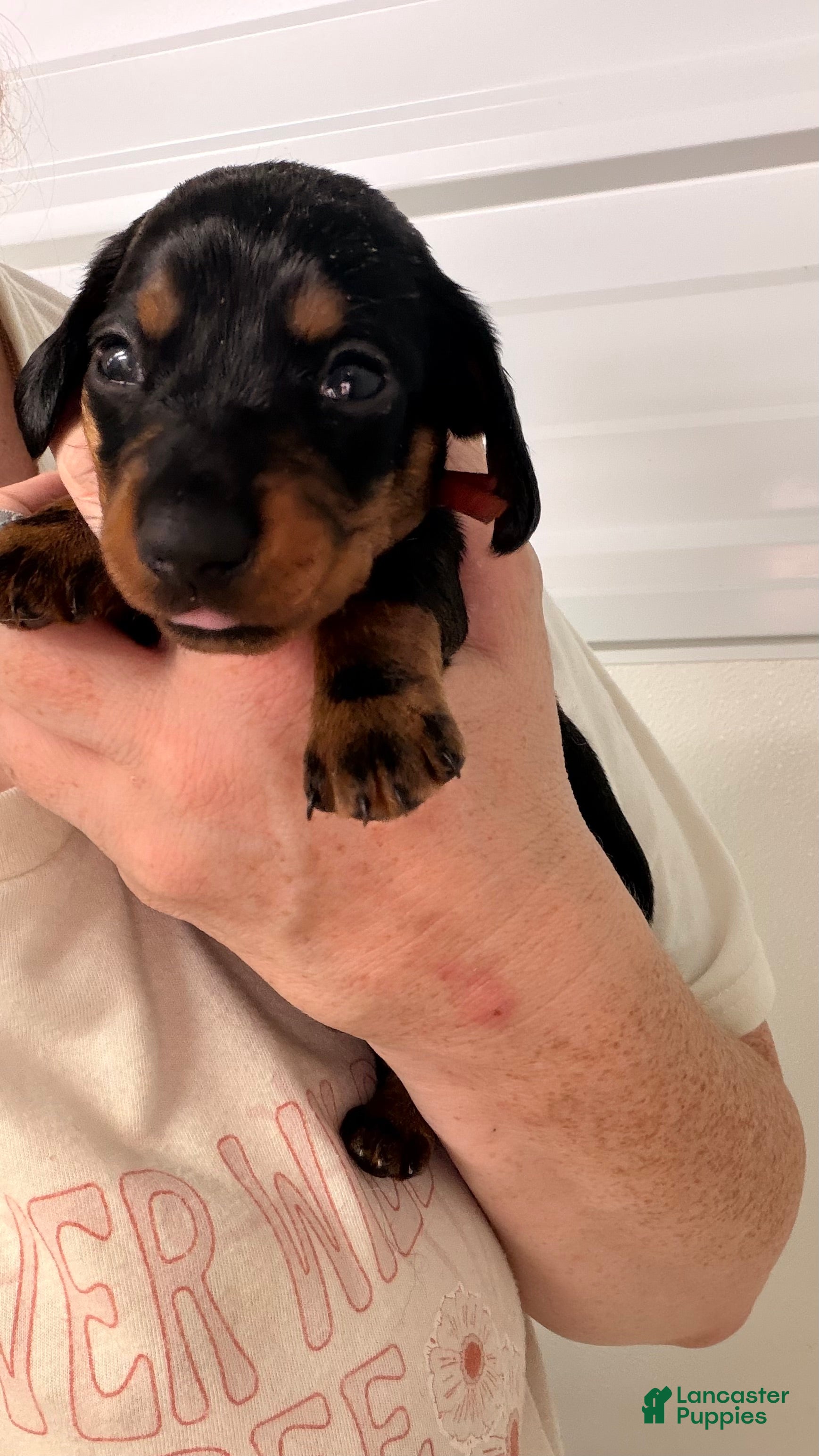 Miniature Dachshund dogs Miniature Dachshund 4 - Ad 1