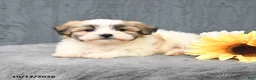 Teddy Bear dogs for sale: Casper - Ad 3