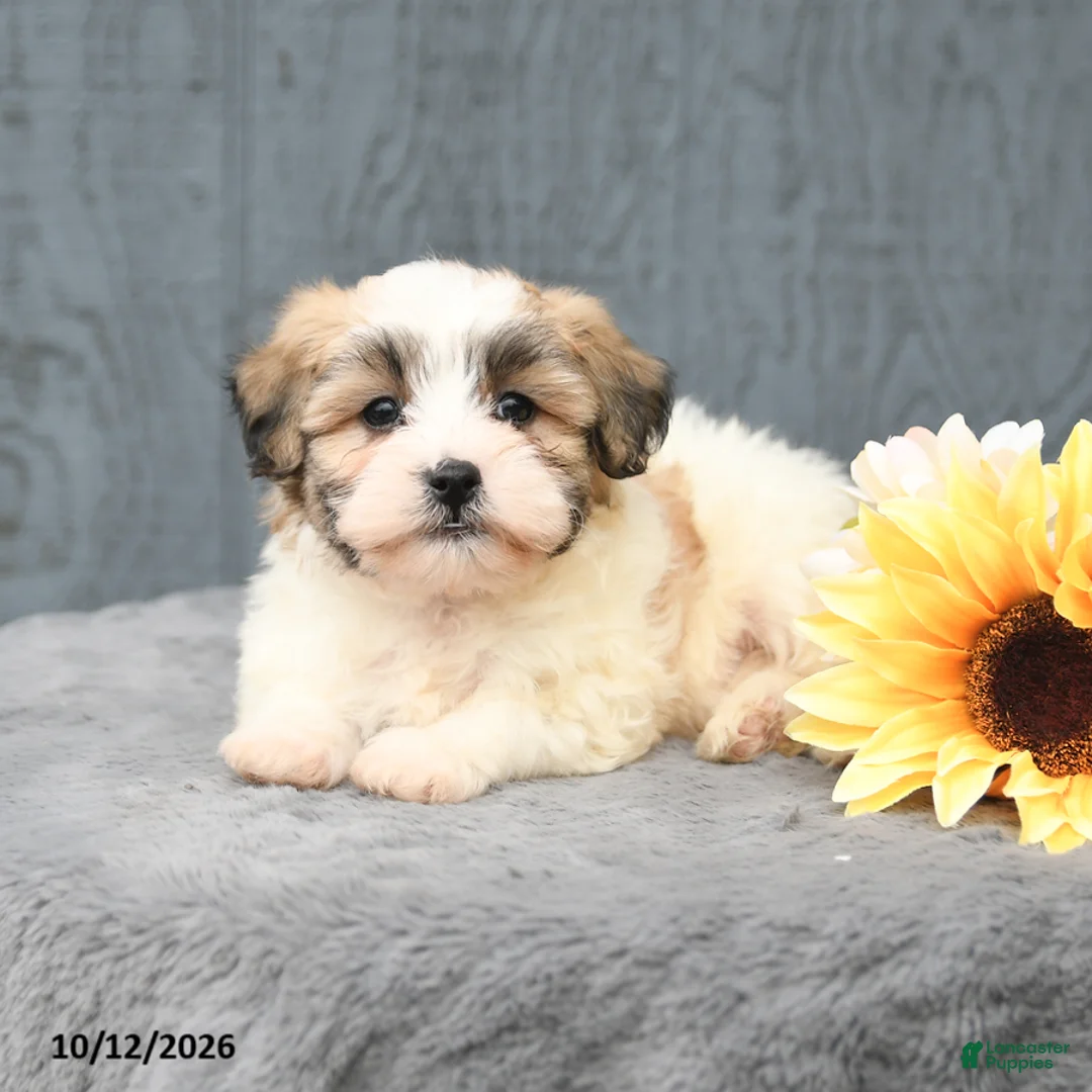 Teddy Bear dogs for sale: Casper - Ad 3