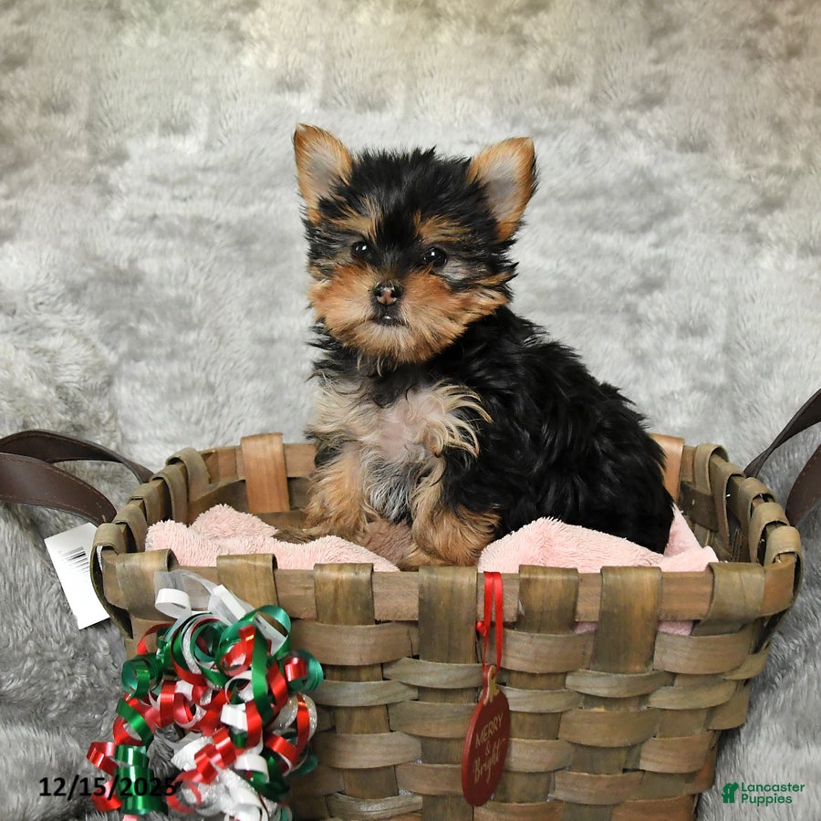 Yorkshire Terrier dogs Frieda - Ad 35