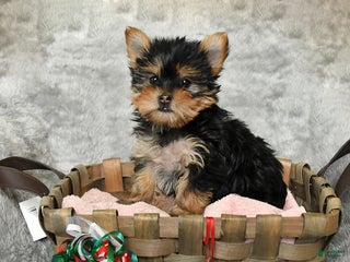 Yorkshire Terrier dogs Frieda - Ad 42